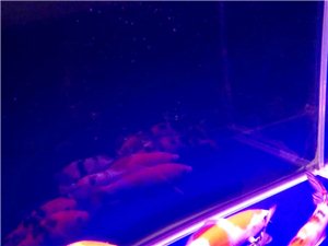 [呲牙]??????我要发布一条消息都看我[坏笑]
#水族馆森森鱼缸 #
因家中长期无人，现转卖...